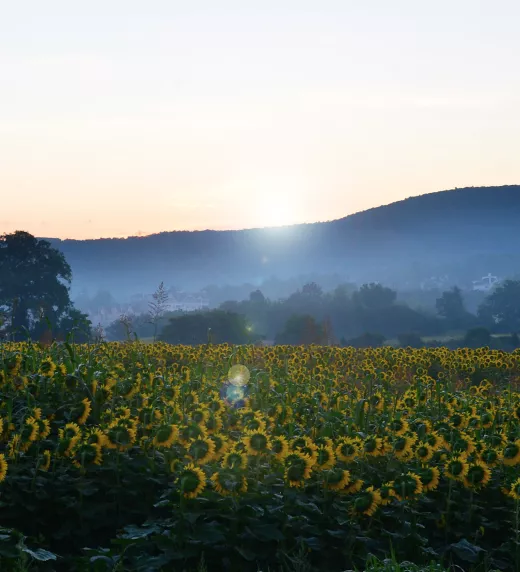 Sunrise over the Sunflower Field