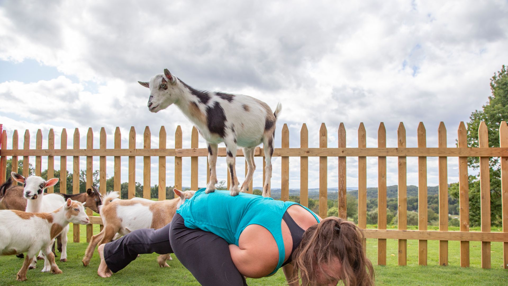 Goat Yoga Wellness Pose