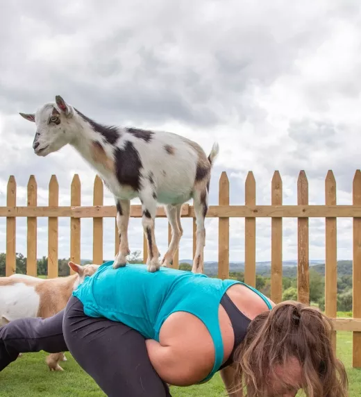 Woman in yoga pose with goat on her back.