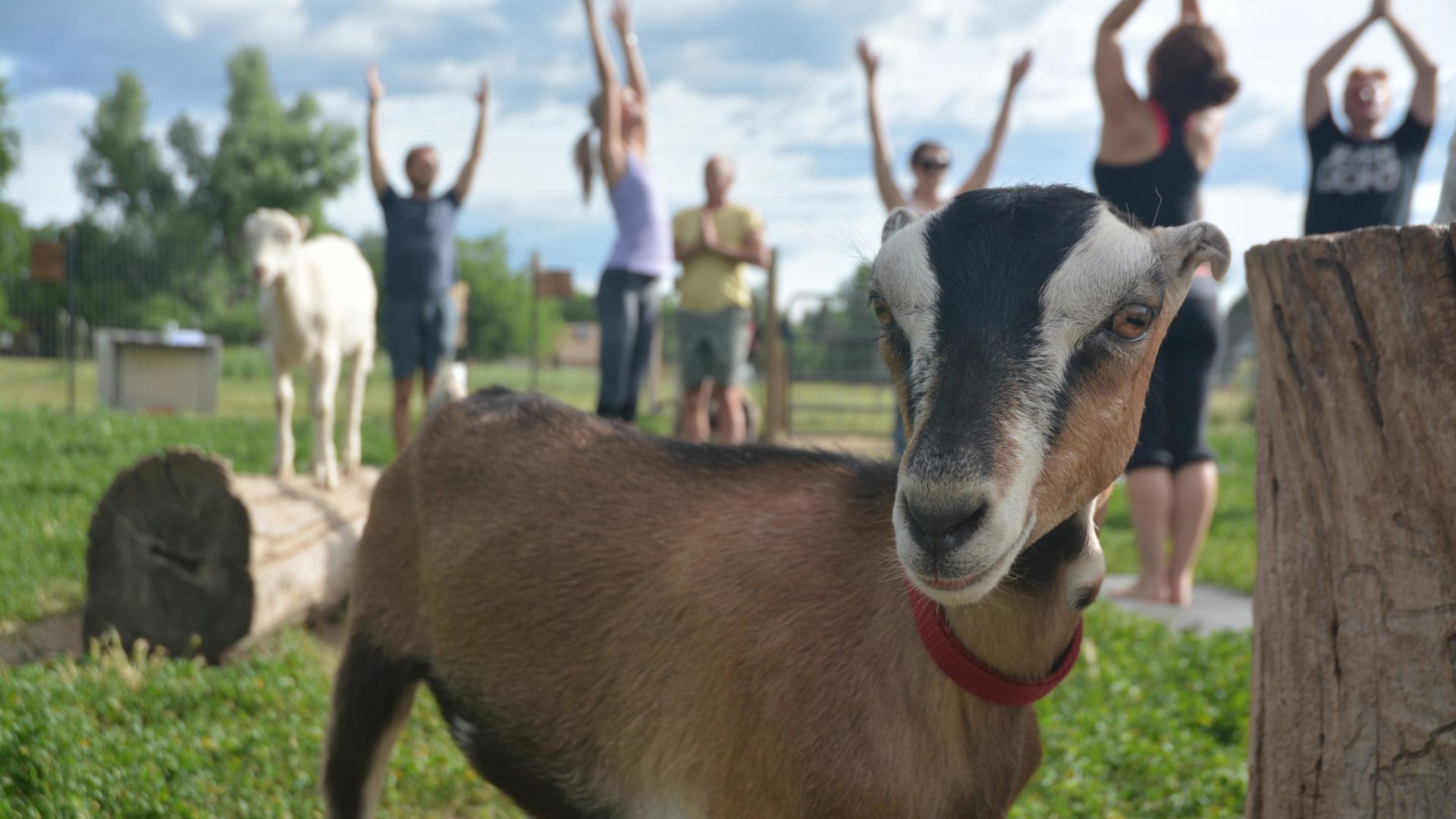 Group yoga with a goat