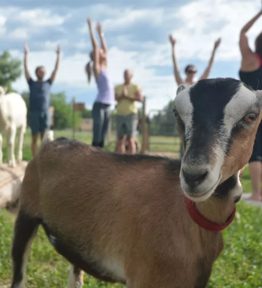Group yoga with a goat