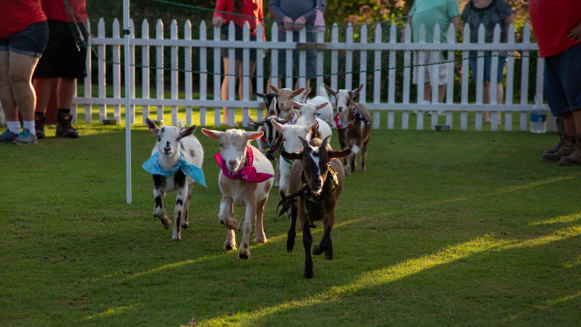 Goats Racing