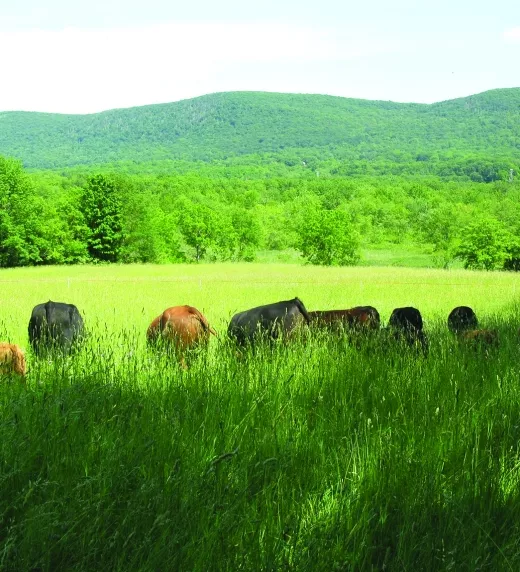 Cows Grazing 