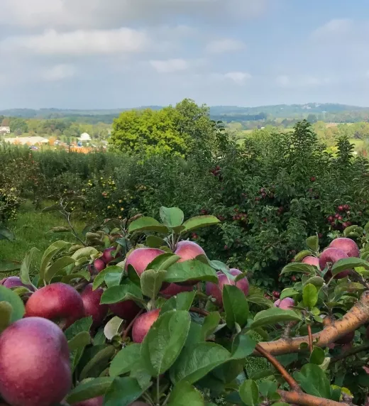 Ochs Apple Orchard