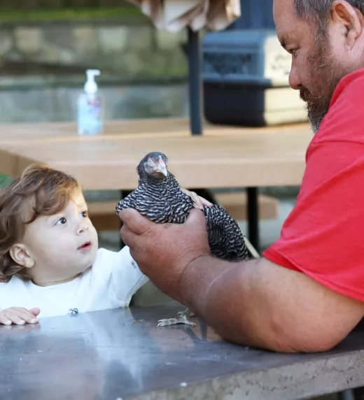 Small child petting chicken that is being held by man in red shirt.