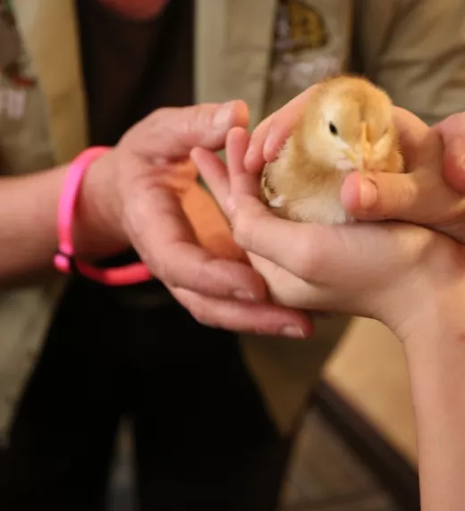 Hands holding a baby chick.