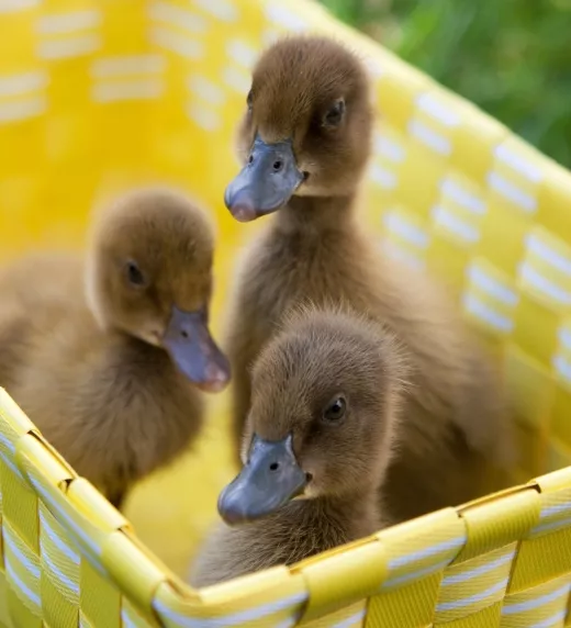 Baby ducks in a yellow basket.