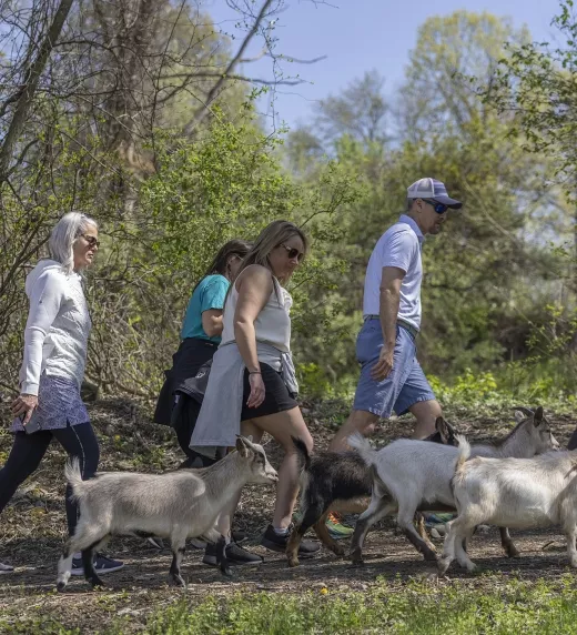 Group of people hiking with Goats at a resort close to NYC